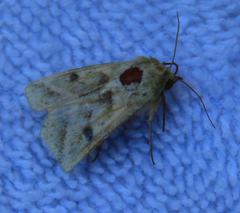 Noctuidae
