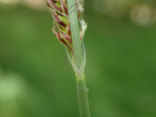 Image of Carex vestita by (c) John Baur, some rights reserved (CC BY)