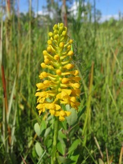 Platanthera integra