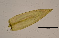 Homalothecium arenarium