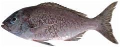 Black Snapper photo 1