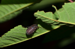 Holotrichia parallela