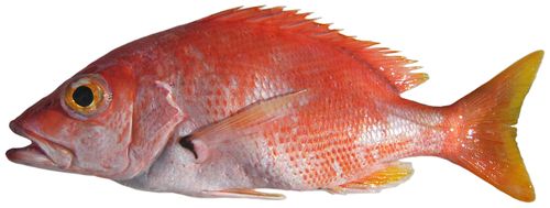 Blackfin Snapper