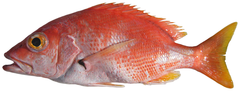 Blackfin Snapper photo 4