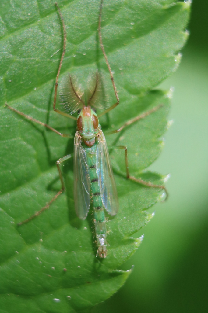 Axarus scopula