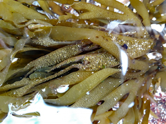 Dictyota kunthii