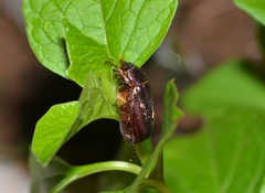 Holotrichia parallela