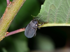 Holotrichia parallela