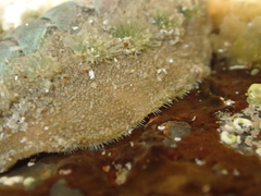 Acanthochitona zelandica