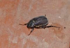 Holotrichia parallela