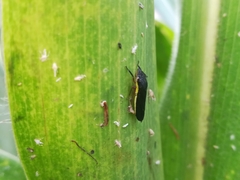 Homalodisca insolita