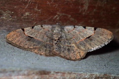 Frederickia flaviterminata