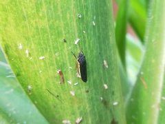 Homalodisca insolita