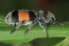 Enoclerus vetus