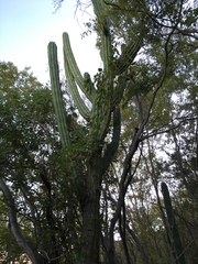 Stenocereus montanus