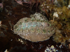 Acanthochitona zelandica