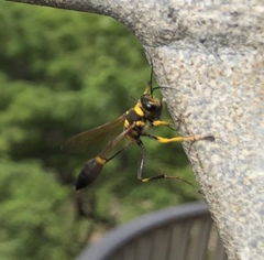 Sceliphron asiaticum