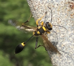 Sceliphron asiaticum