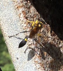 Sceliphron asiaticum