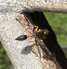 Sceliphron asiaticum