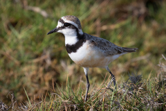 Charadrius thoracicus