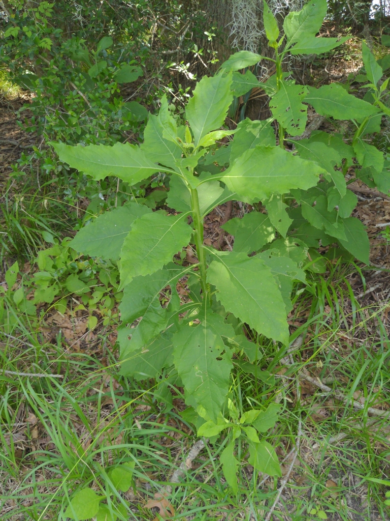 frostweed from Holiday Lakes, TX 77515, USA on May 26, 2023 at 01:10 PM ...