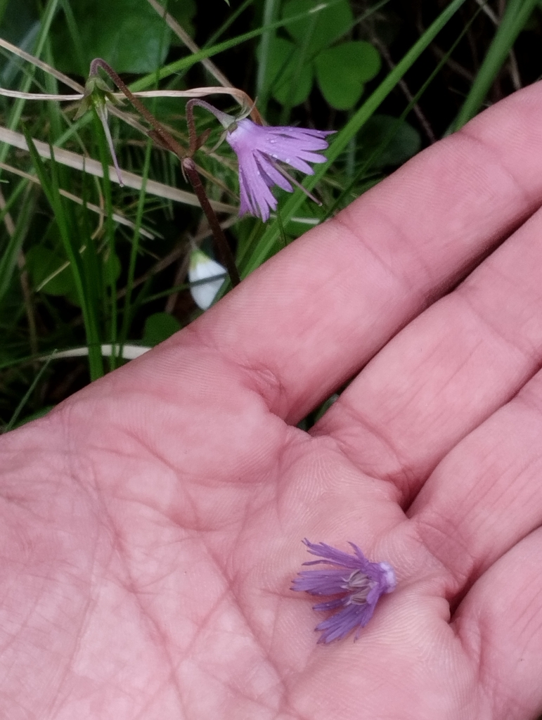 Soldanella chrysosticta
