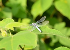 Orthetrum lineostigma