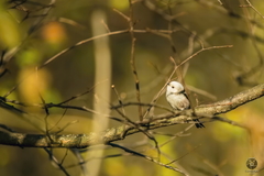 Aegithalos caudatus caudatus