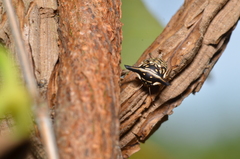 Alcimocoris japonensis