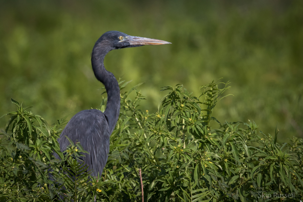 Humblot's Heron