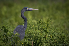 Ardea humbloti