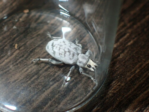Sri Lanka Weevil photo 5