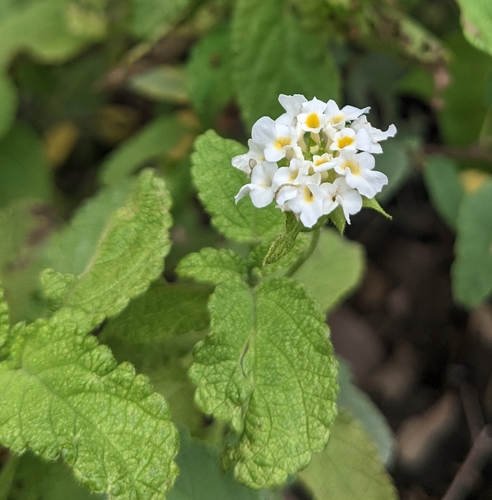 Image of Lantana peduncularis by (c) Tyler Vogel, some rights reserved (CC BY)