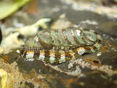 Sypharochiton