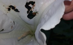 Diabrotica limitata
