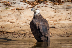 Haliaeetus vociferoides