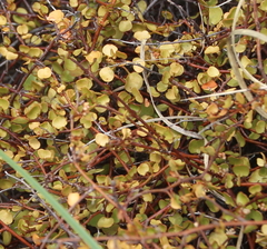 Muehlenbeckia complexa complexa