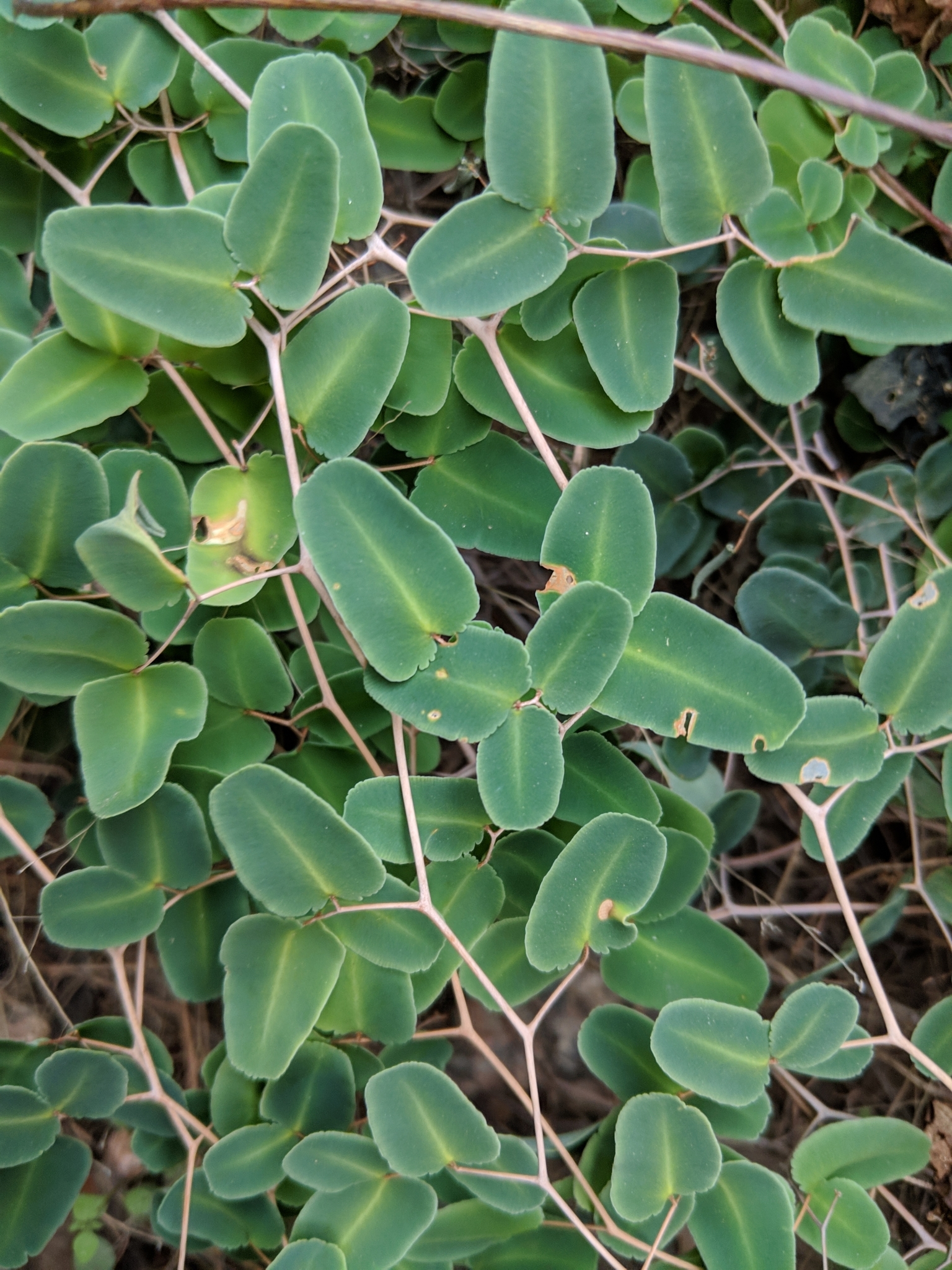 Pellaea ovata
