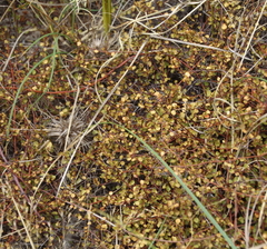 Muehlenbeckia complexa complexa