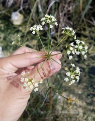 Oenantheae