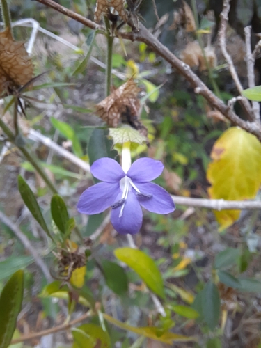 Barleria image