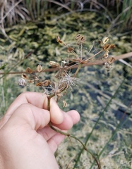 Oenantheae