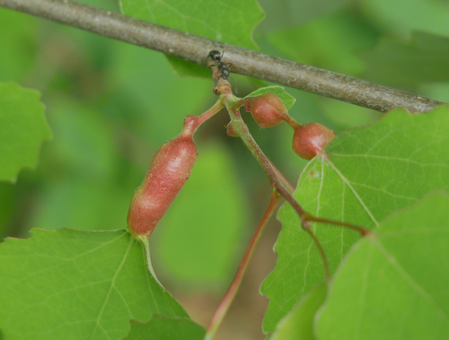 Contarinia petioli nuotrauka