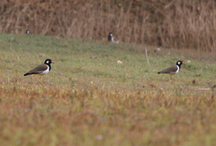 Vanellus indicus atronuchalis