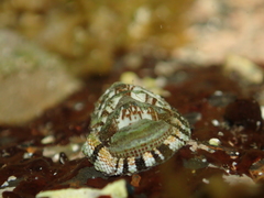Sypharochiton