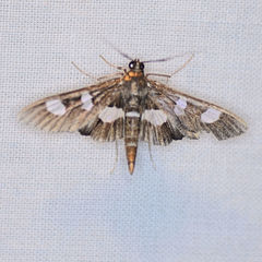 Desmia maculalis