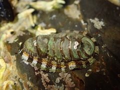 Sypharochiton