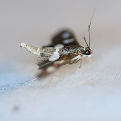 Desmia maculalis