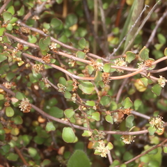 Muehlenbeckia complexa complexa